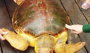 Ngư dân bắt được rùa biển quý hiếm màu vàng nặng hơn 80 kg