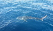 Ngư dân Phú Quốc phát hiện cá nhám voi bơi lượn lờ trên biển