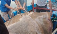 Ngư dân Bình Thuận câu được cá ó sao khủng hơn 120 kg