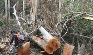 Bộ Công an bắt vụ phá rừng quy mô lớn trong vườn quốc gia