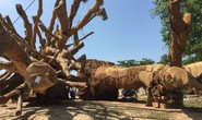 Vận chuyển 3 cây quái thú: Xử nghiêm nếu có cán bộ kiểm lâm tiếp tay