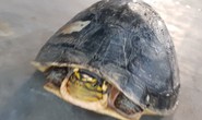 Thầy giáo “giải cứu” chú rùa quý hiếm suýt lên bàn nhậu