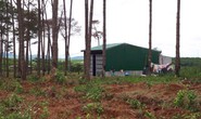Thuê đất rừng rồi phá rừng, bán đất
