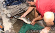 Quái kiệt săn cá ngát trên sông Hàm Luông
