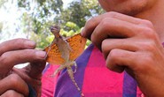 Đại gia săn lùng tắc kè bay ở miền Tây về làm “vũ khí phòng the”