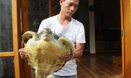 Thả rùa biển quý hiếm trong Sách đỏ về biển khơi