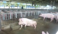 Rủi ro lớn, người nuôi vẫn chưa dám tăng đàn dù giá heo khá cao