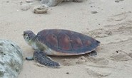 Lý Sơn: Rùa biển khủng quý hiếm chết vì mắc lưới ngư dân