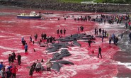Hãi hùng cảnh tàn sát cá voi, nước biển chuyển màu máu