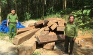 Phát hiện 24 phách gỗ xoan đào giấu trong rừng
