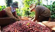 Học từ hạt cà phê