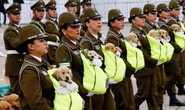 Chó nghiệp vụ gây sốt tại lễ diễu binh Chile vì…quá dễ thương