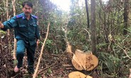 Làm rõ việc khu rừng phòng hộ bị lâm tặc đốn hạ