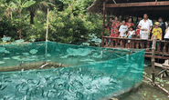 Về miền Tây, ngất ngây xem cá lóc bay