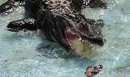 Cá sấu huyền thoại