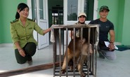 Nhóm thanh niên góp tiền giải cứu cá thể khỉ quý hiếm