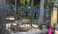 Khỉ liên tục tấn công người ở Tây Ninh