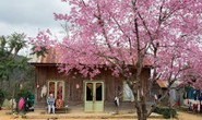 Mai anh đào rực rỡ đốn tim du khách khi đến Đà Lạt