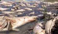 Úc: “1 triệu con cá” chết trắng trên sông