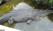 Cá sấu nhảy lên tường cao 2,5 m, giết chết nhà khoa học nữ