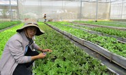 Học người Nhật làm nông nghiệp bền vững