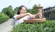 Cô giáo 9X làm trà từ hàng ngàn loại hoa ở Sa Đéc