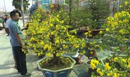 Sôi động thị trường mai Tết