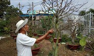 Bình Thuận: Khóc ròng vì mai nở sớm