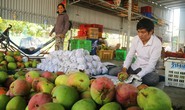 Săn xoài Úc khổng lồ ở Cam Lâm dịp Tết