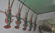 Về nơi tôm hùm chỉ để... treo tường!