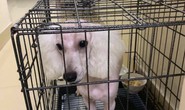 Trộm chó xong, hai cẩu tặc yêu cầu chủ chó chuộc 5 triệu đồng