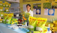Gạo Việt ngon nhất thế giới có gì đặc biệt, mua ở đâu?