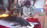 Bắt được cá voi, ngư dân tưởng “trúng cá lạ” nên mang ra chợ bán