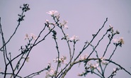 Đến Đà Lạt ngắm những bông hoa tuyết trắng