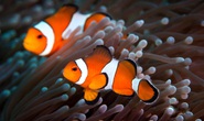 Quan hệ tình dục kén chọn khiến cá Nemo cạn đường sống