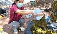 Mổ xác nai già, thấy 7 kg rác nhựa và... đồ lót
