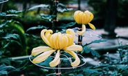Rủ nhau ngắm hoa anh đào, nhiều người nhầm tưởng về quốc hoa Nhật Bản