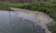 Cá chết nổi trắng hồ điều hòa giữa trung tâm TP Đông Hà