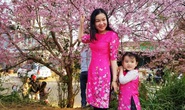 Mai anh đào Đà Lạt nở rộ, đốn tim du khách