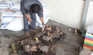 Quảng Trị: Vướng thẩm quyền xử lý, hàng chục thú rừng chết dần trong kho hải quan