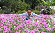 Bất ngờ với vẻ đẹp của hoa dừa cạn nở rực rỡ đón Xuân