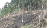 Phó chủ tịch xã tham gia phá 2,5 ha rừng, công an vào cuộc