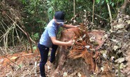 Triệt hạ gỗ quý gần trạm bảo vệ rừng
