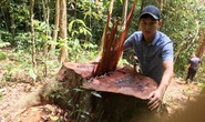 Cận cảnh khu rừng gỗ quý ở Quảng Bình bị lâm tặc chặt phá tan hoang