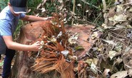 Cách chức, kỷ luật hàng loạt cán bộ vì để lâm tặc phá rừng gỗ quý