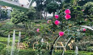 Sững sờ trước vườn hồng 3,5 ha tuyệt đẹp vừa nhận kỷ lục Việt Nam