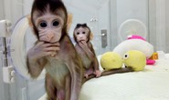 Trung Quốc gây sốc với thí nghiệm nhân cách hóa loài khỉ