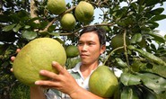 Vực dậy hợp tác xã nông nghiệp