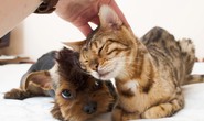 Sán chó nguy hiểm thế nào?
