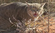 Úc lên kế hoạch giết 2 triệu con mèo hoang
